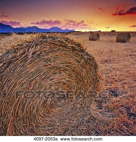 Stock Image - Hay bales in a field, Alberta, Canada. Fotosearch