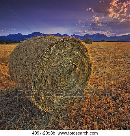 Stock Image - Hay bales in a field, Alberta, Canada. Fotosearch