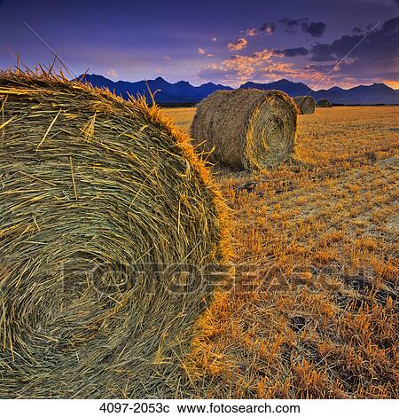 Stock Image - Hay bales in a field, Alberta, Canada. Fotosearch