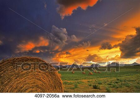 Stock Image - Hay bales in a field, Alberta, Canada. Fotosearch
