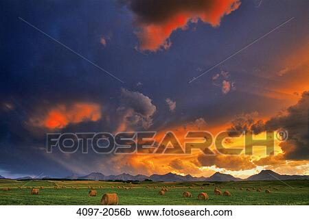 Hay bales in a field, Alberta, Canada View Large Photo Image Stock Image - Hay bales in a field, Alberta, Canada. Fotosearch