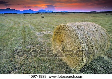 Stock Photo - Hay bales in a field, Alberta, Canada. Fotosearch