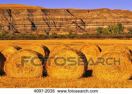 Hay bales in a field, Drumheller, Alberta, Canada View Large Photo Image Stock Photography - Hay bales in a field, Drumheller, Alberta, Canada. Fotosearch