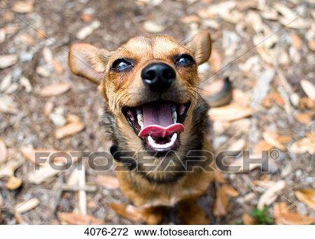 Stock Image - High angle view of a Chiweenie dog. Fotosearch