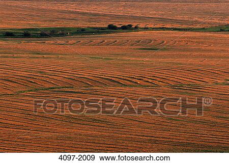 High angle view of crop in a field, Alberta, Canada View Large Photo Image Stock Photo - High angle view of crop in a field, Alberta, Canada. Fotosearch