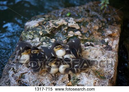High angle view of ducklings on a stone, Mission Concepcion, San Antonio Missions National Historical Park, San Antonio, Texas, USA View Large Photo Image Stock Photography - High angle view of ducklings on a stone, Mission Concepcion, San Antonio Missions National Historical Park, San Antonio, Texas, USA. Fotosearch