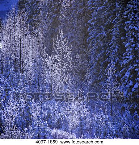 Stock Photo - High angle view of snow covered trees in a forest, Jasper National Park, Alberta, Canada. Fotosearch