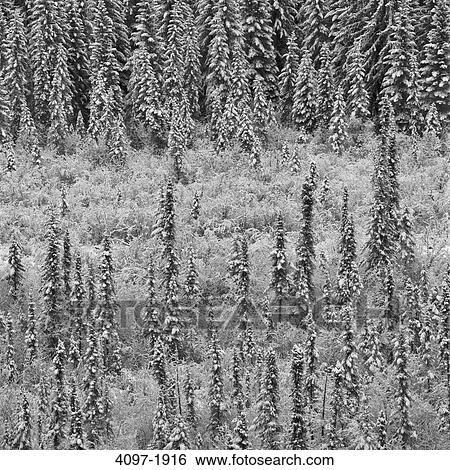 High angle view of snow covered trees in a forest, Jasper National Park, Alberta, Canada View Large Photo Image Stock Photograph - High angle view of snow covered trees in a forest, Jasper National Park, Alberta, Canada. Fotosearch