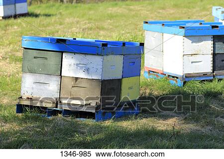 Honey beehive boxes in a farm, Annapolis valley, Nova Scotia, Canada View Large Photo Image Stock Photography - Honey beehive boxes in a farm, Annapolis valley, Nova Scotia, Canada. Fotosearch