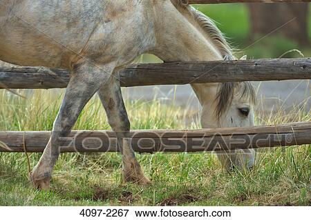 Stock Photo - Horse grazing in a field, Capitol Reef National Park, Utah, USA. Fotosearch