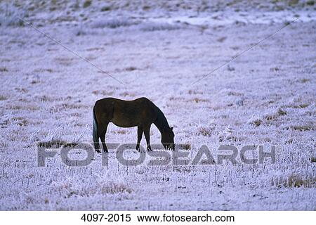 Horse grazing in a frost covered prairie, Alberta, Canada View Large Photo Image Stock Photography - Horse grazing in a frost covered prairie, Alberta, Canada. Fotosearch