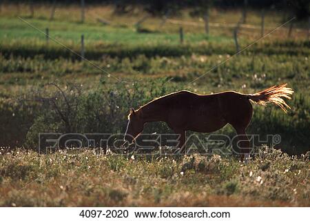 Horse grazing in a pasture, Alberta, Canada View Large Photo Image Stock Image - Horse grazing in a pasture, Alberta, Canada. Fotosearch