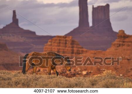 Horse in a field with cliffs in the background, Monument Valley, Arizona-Utah, USA View Large Photo Image Stock Photo - Horse in a field with cliffs in the background, Monument Valley, Arizona-Utah, USA. Fotosearch