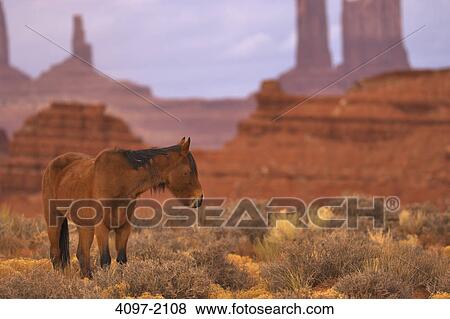 Horse in a field with cliffs in the background, Monument Valley, Arizona-Utah, USA View Large Photo Image Stock Photo - Horse in a field with cliffs in the background, Monument Valley, Arizona-Utah, USA. Fotosearch