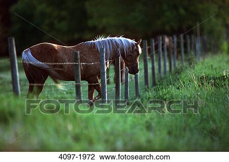 Stock Image - Horse in a pasture, Alberta, Canada. Fotosearch