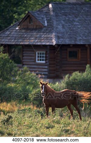 Horse in a pasture, Alberta, Canada View Large Photo Image Stock Photo - Horse in a pasture, Alberta, Canada. Fotosearch
