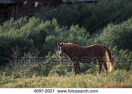 Horse standing in a pasture, Alberta, Canada View Large Photo Image Stock Image - Horse standing in a pasture, Alberta, Canada. Fotosearch