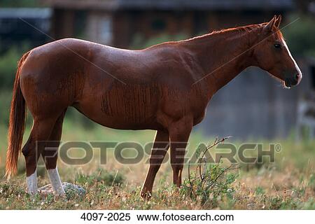 Stock Photography - Horse standing in a pasture, Alberta, Canada. Fotosearch