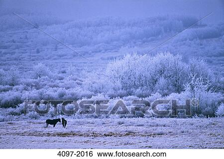 Horses grazing in a frost covered field, Alberta, Canada View Large Photo Image Stock Photograph - Horses grazing in a frost covered field, Alberta, Canada. Fotosearch
