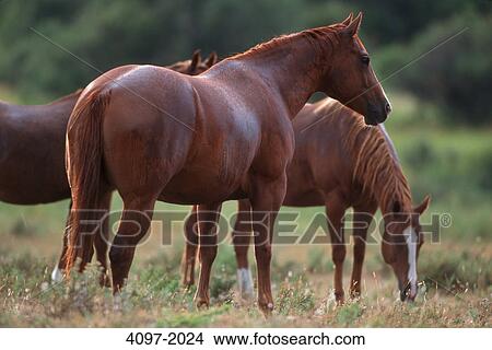 Picture - Horses grazing in a pasture, Alberta, Canada. Fotosearch