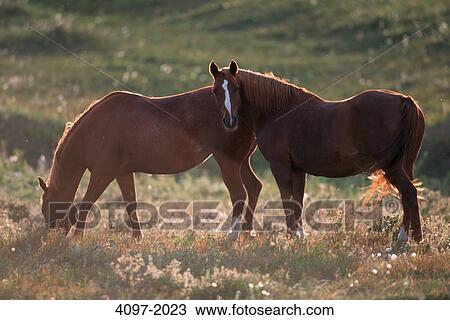Horses grazing in a pasture, Alberta, Canada View Large Photo Image Stock Image - Horses grazing in a pasture, Alberta, Canada. Fotosearch