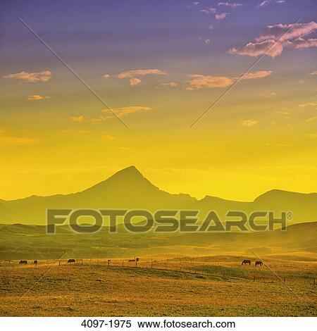 Stock Photography - Horses grazing in a pasture, Alberta, Canada. Fotosearch