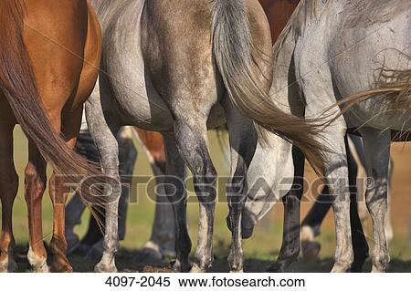 Horses grazing in a pasture, Alberta, Canada View Large Photo Image Stock Photography - Horses grazing in a pasture, Alberta, Canada. Fotosearch