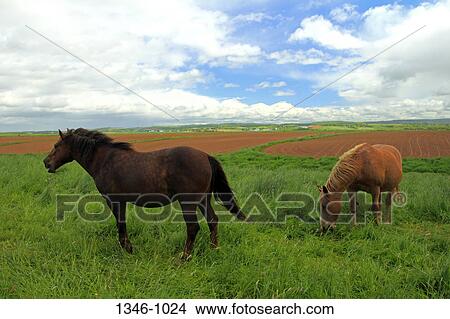 Horses grazing in a pasture, Grand Pre, Annapolis Valley, Nova Scotia, Canada View Large Photo Image Picture - Horses grazing in a pasture, Grand Pre, Annapolis Valley, Nova Scotia, Canada. Fotosearch