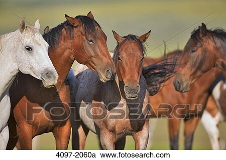 Horses standing in a ranch, Alberta, Canada View Large Photo Image Stock Image - Horses standing in a ranch, Alberta, Canada. Fotosearch