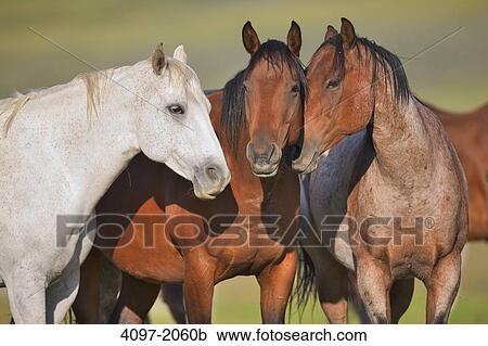 Horses standing in a ranch, Alberta, Canada View Large Photo Image Stock Image - Horses standing in a ranch, Alberta, Canada. Fotosearch