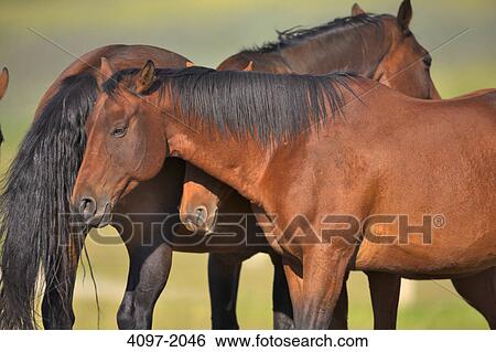 Horses standing in a ranch, Alberta, Canada View Large Photo Image Stock Photograph - Horses standing in a ranch, Alberta, Canada. Fotosearch