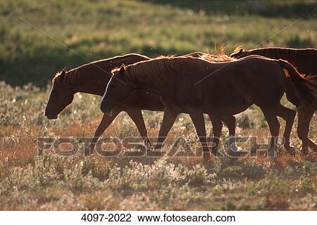 Horses walking in a pasture, Alberta, Canada View Large Photo Image Stock Image - Horses walking in a pasture, Alberta, Canada. Fotosearch