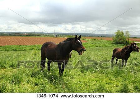 Horses yawning in a pasture, Grand Pre, Annapolis Valley, Nova Scotia, Canada View Large Photo Image Picture - Horses yawning in a pasture, Grand Pre, Annapolis Valley, Nova Scotia, Canada. Fotosearch