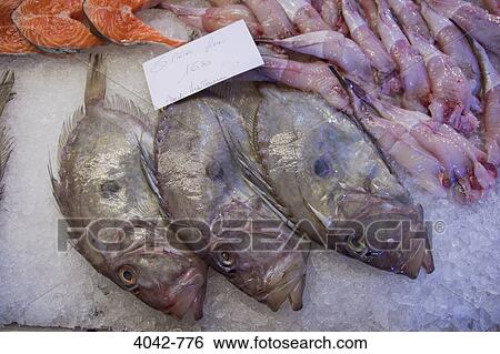 Stock Photograph - John Dory fish for sale at a market stall, Rialto, Venice, Veneto, Italy. Fotosearch