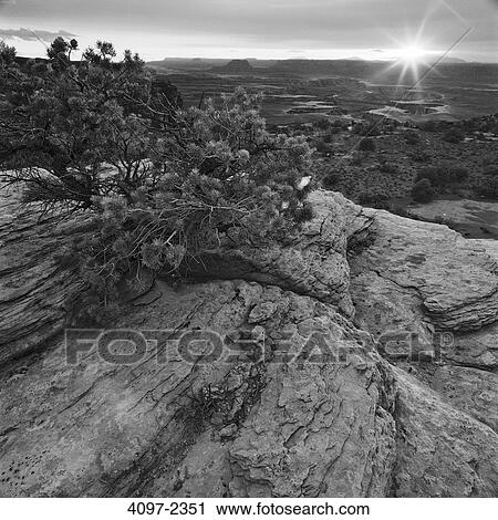 Stock Image - Juniper trees in a canyon, Green River, Canyonlands National Park, Utah, USA. Fotosearch