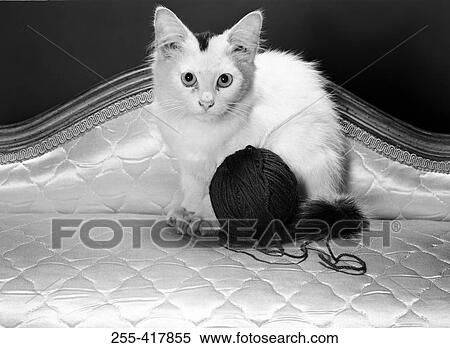 Kitten and ball of wool View Large Photo Image Stock Photography - Kitten and ball of wool. Fotosearch