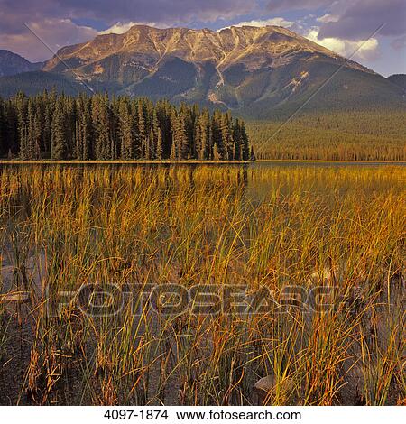 Lake with a mountain in the background, Buck Lake, Jasper National Park, Alberta, Canada View Large Photo Image Picture - Lake with a mountain in the background, Buck Lake, Jasper National Park, Alberta, Canada. Fotosearch