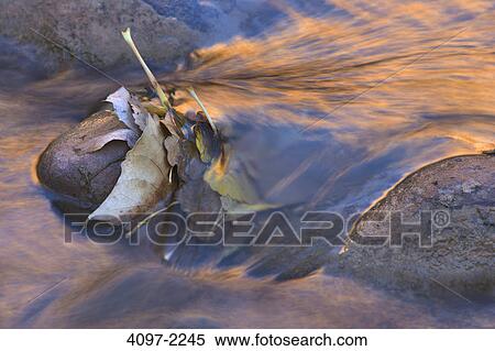 Leaves flowing in a river, Virgin River, Zion National Park, Washington County, Utah, USA View Large Photo Image Stock Photography - Leaves flowing in a river, Virgin River, Zion National Park, Washington County, Utah, USA. Fotosearch