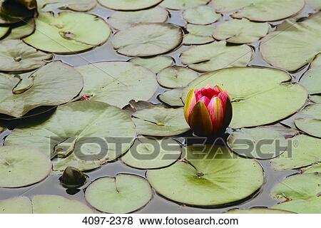 Lily pads in a marsh, Butchart Gardens, Saanich Peninsula, Victoria, Vancouver Island, British Columbia, Canada View Large Photo Image Stock Photo - Lily pads in a marsh, Butchart Gardens, Saanich Peninsula, Victoria, Vancouver Island, British Columbia, Canada. Fotosearch