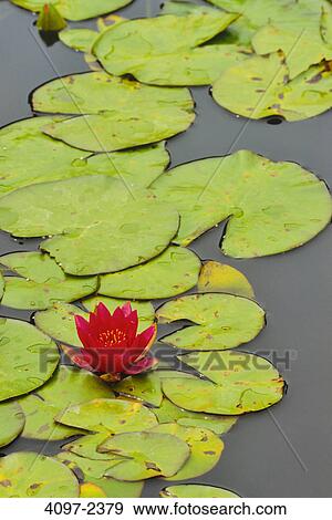 Lily pads in a marsh, Butchart Gardens, Saanich Peninsula, Victoria, Vancouver Island, British Columbia, Canada View Large Photo Image Stock Photo - Lily pads in a marsh, Butchart Gardens, Saanich Peninsula, Victoria, Vancouver Island, British Columbia, Canada. Fotosearch