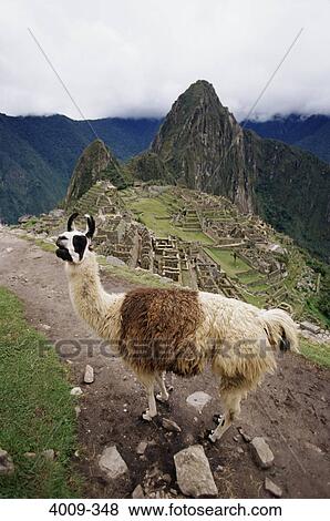 Llama (Lama glama) on a mountain, Machu Picchu, Cusco Region, Peru View Large Photo Image Stock Photo - Llama (Lama glama) on a mountain, Machu Picchu, Cusco Region, Peru. Fotosearch