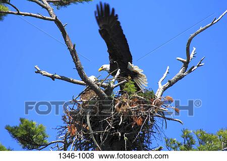 Stock Photo - Low angle view of a Bald eagle (Haliaeetus leucocephalus) with its young one. Fotosearch