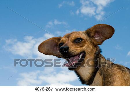 Low angle view of a Chiweenie dog with hybrid of Chihuahua and Dachshund View Large Photo Image Stock Photo - Low angle view of a Chiweenie dog with hybrid of Chihuahua and Dachshund. Fotosearch