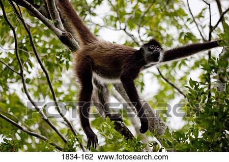 Low angle view of a female Guatemalan Black howler (Alouatta pigra) on a tree, Calakmul Ruins, Calakmul Biosphere Reserve, Campeche, Yucatan Peninsula, Mexico View Large Photo Image Stock Image - Low angle view of a female Guatemalan Black howler (Alouatta pigra) on a tree, Calakmul Ruins, Calakmul Biosphere Reserve, Campeche, Yucatan Peninsula, Mexico. Fotosearch