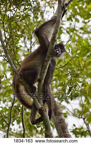 Stock Image - Low angle view of a female Guatemalan Black howler (Alouatta pigra) on a tree, Calakmul Ruins, Calakmul Biosphere Reserve, Campeche, Yucatan Peninsula, Mexico. Fotosearch