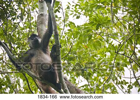 Stock Photograph - Low angle view of a female Guatemalan Black howler (Alouatta pigra) on a tree, Calakmul Ruins, Calakmul Biosphere Reserve, Campeche, Yucatan Peninsula, Mexico. Fotosearch