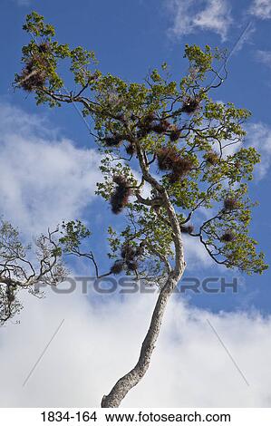 Picture - Low angle view of air plants growing on a tree, Calakmul Ruins, Calakmul Biosphere Reserve, Campeche, Mexico. Fotosearch
