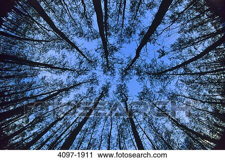 Stock Image - Low angle view of birch trees in a forest, Jasper National Park, Alberta, Canada. Fotosearch