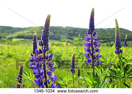 Lupine flowers in a field, Blomidon Provincial Park, Annapolis Valley, Nova Scotia, Canada View Large Photo Image Picture - Lupine flowers in a field, Blomidon Provincial Park, Annapolis Valley, Nova Scotia, Canada. Fotosearch