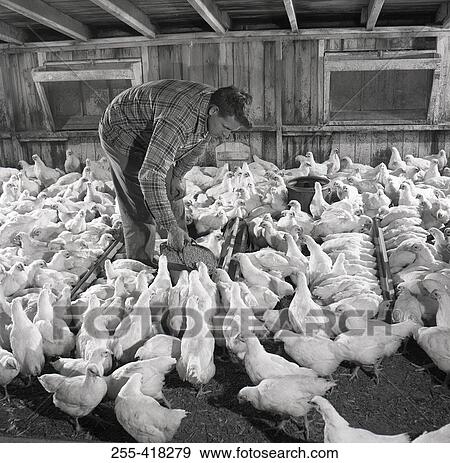 Stock Photo - Man feeding chickens. Fotosearch